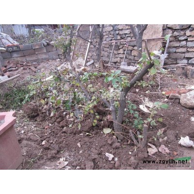 连翘颈2-7公分，柿子树。丁香。杏树