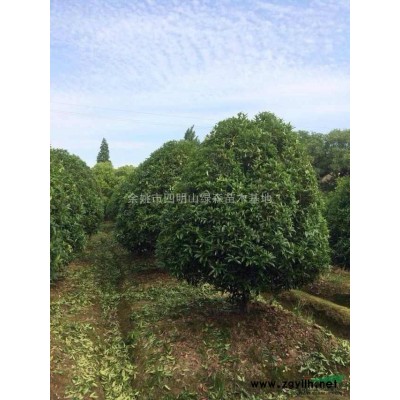 红枫、四明山绿森红枫基地