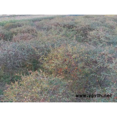 造型火棘，火棘基地，购买火棘小苗