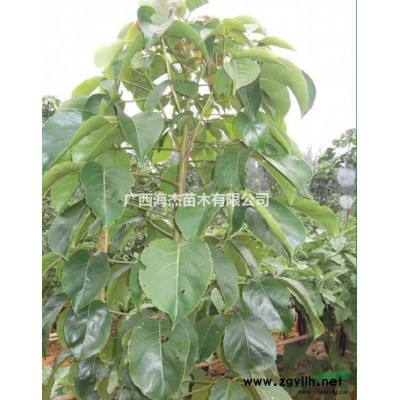 低价秋枫5到12公分 10块钱每公分