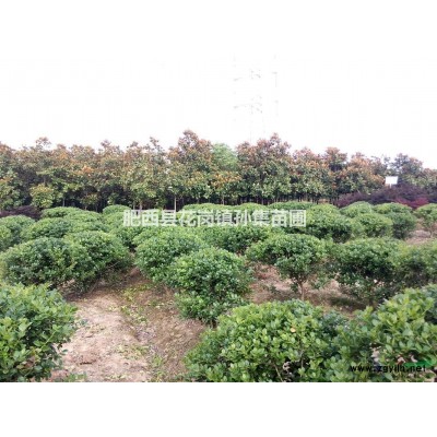 无刺枸骨 球形70-300cm