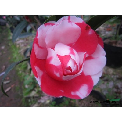 金花茶--名贵茶花--稀有品种