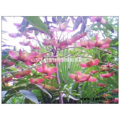 山东金丝吊蝴蝶基地浅谈金丝吊蝴蝶嫁接繁育