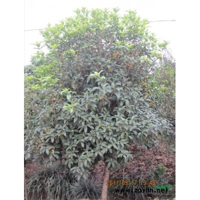 大叶黄杨价格 大叶黄杨球 河南大叶黄杨基地