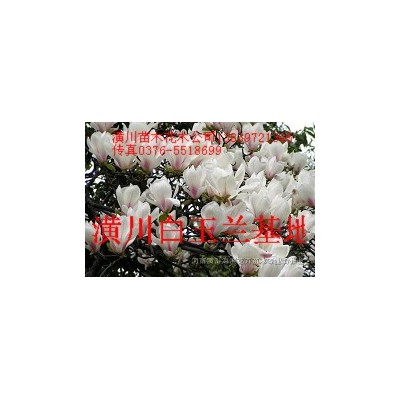 红叶小檗、小叶女贞、金叶女贞、南天竺