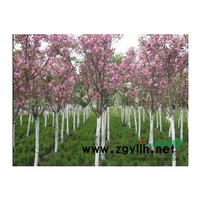 山东红叶李/泰安红叶李/淄博红叶李/速生红叶李/红叶李价格