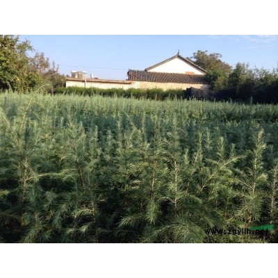 供应雪松树苗、红豆杉苗