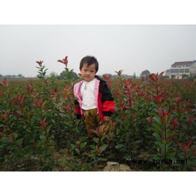 红叶石楠工程苗、红叶石楠毛球等