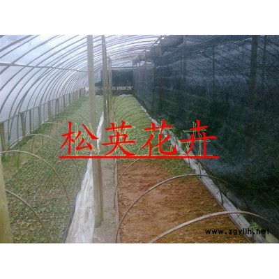 兰花