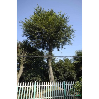 特供榉树，红榉树，榉树*新价格