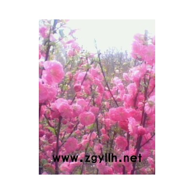 樱花、碧桃、百日红等