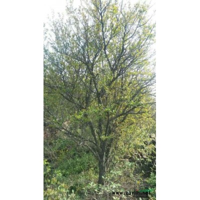 供应一批高质量低价石榴树地径15-18