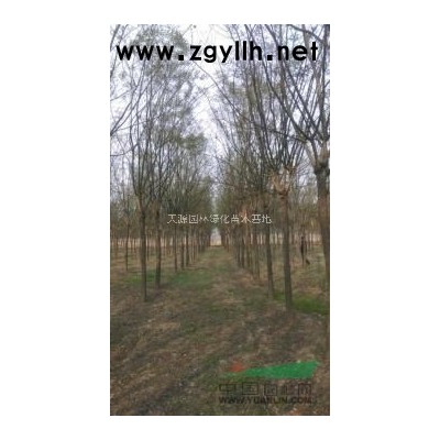 供应金枝槐 海棠