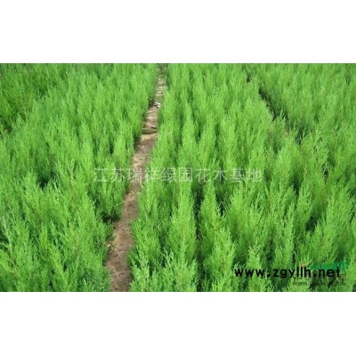 塔柏苗 塔柏供应 塔柏价格 塔柏照片 塔柏基地 塔柏工程苗