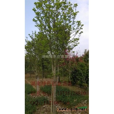 薄利多销胸径为3,4,5,6,8等规格的红枫