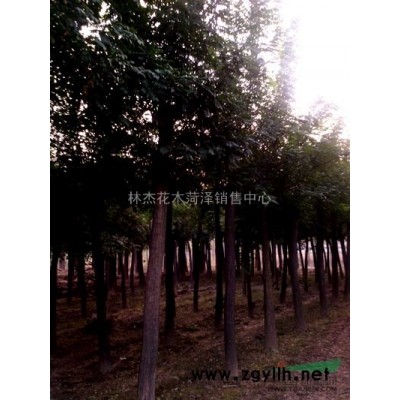 香椿树苗销售价格-菏泽椿树苗供应商-3公分香椿树种植厂家