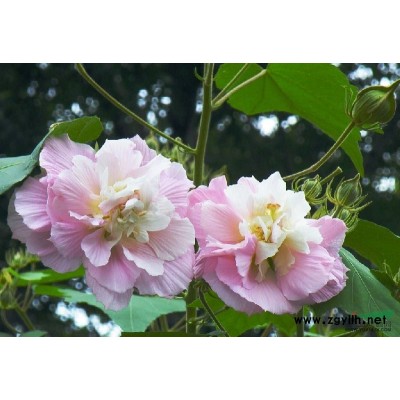 美国红枫小苗*新价格/美国红枫小苗报价