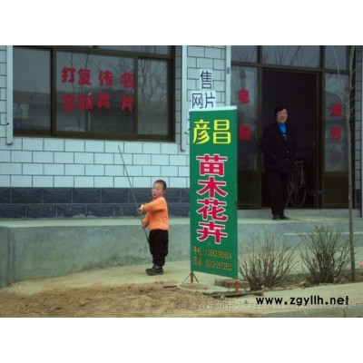 八宝景天、德国景天、三七景天、红运萱草、金娃娃萱草、紫丁香