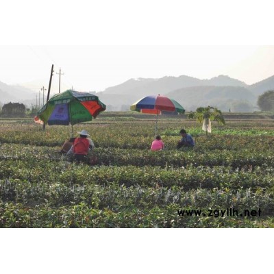 大量供应各种油茶苗0.5元一株起价