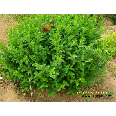 木瓜苗 木瓜价格 供应木瓜