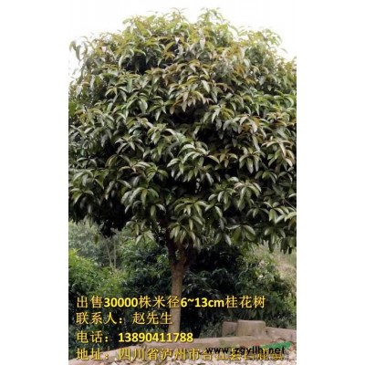 【出售】30000株米径6~13CM桂花树
