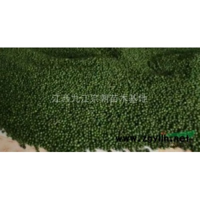 桢楠 江西桢楠规格* 桢楠*新报价