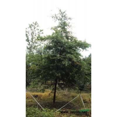 供应柳叶栎美国水紫树10-15红叶李20-40香樟