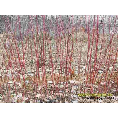 蜀桧、北京桧、龙柏、红叶小檗、红瑞木、连翘、红叶李