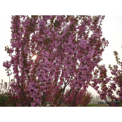 皂角苗、皂荚树苗、山东皂角树苗基地￥皂荚树苗价格&药用价值高