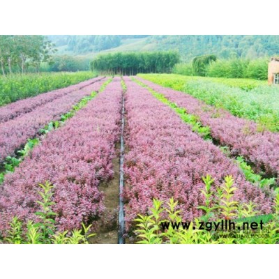 供应3-12公分桂花