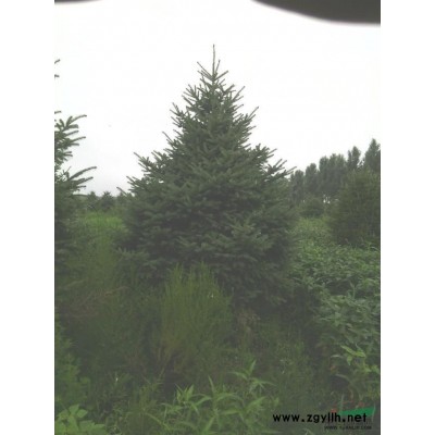 出售定植云杉3密我以上