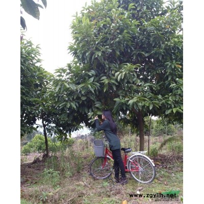 桂林白兰花树木出售