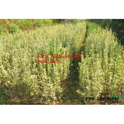 供应 安徽合肥低价供应大叶女贞 大叶女贞报价 高杆女贞销售