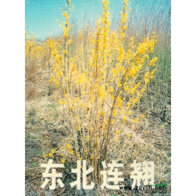 山桃稠李 呼伦贝尔地区