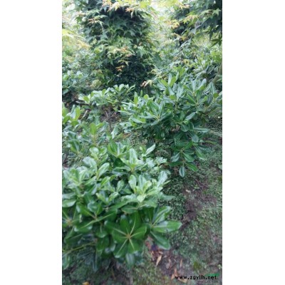 桃叶珊瑚小毛球，高50，数量1500.图片\桃叶珊瑚小毛球，高50，数量1500.报价