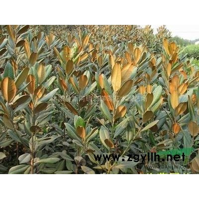 供应广玉兰苗 50 100  180