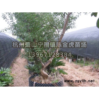 小叶女贞球.夹竹桃.