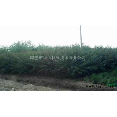 售9、10、12CM法桐 上车价：300、360、460元