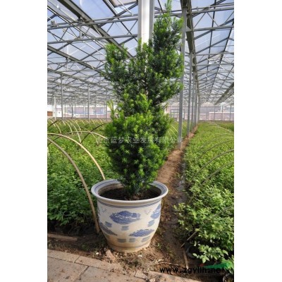 火热八月低价出售优质蓝莓苔藓苗木