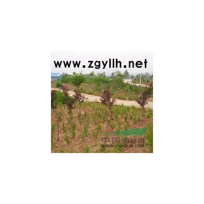 河北厂家直销优质五角枫