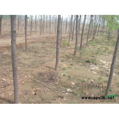 优质苗木*选滕州家平苗木  国槐 法桐  垂柳  桃苗