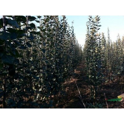 大量供应原生白蜡10、11、12出售