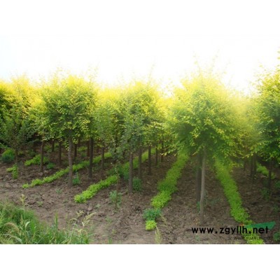 供胶东卫矛，红叶，金叶女贞，侧柏，水腊，金叶榆，华北卫矛,