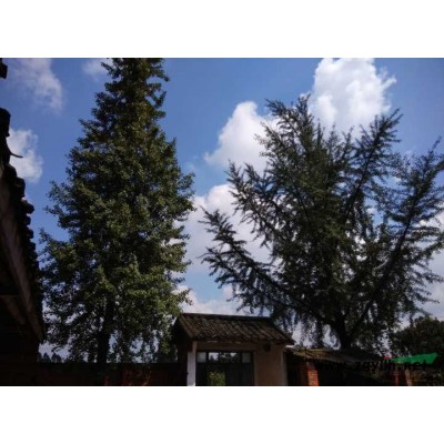 自家的两颗银杏树出售