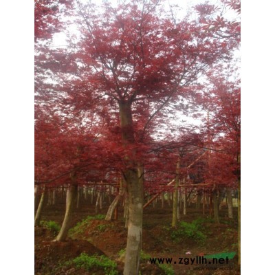 湖南浏阳嫁接红枫供应