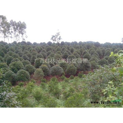 常年供应5-60公分直径八月金桂！