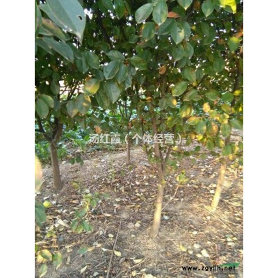 出售5年生木瓜树