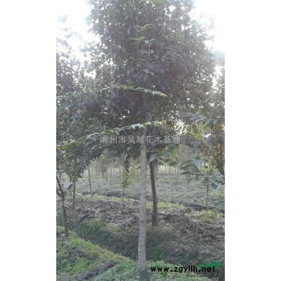 香樟,移栽香樟,浙江香樟种植基地,香樟规格*