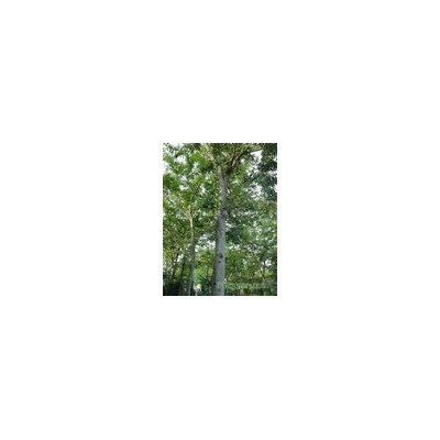雪松、直生龙柏、龙柏球、蜀桧、蜀桧球、北京桧、洒金柏