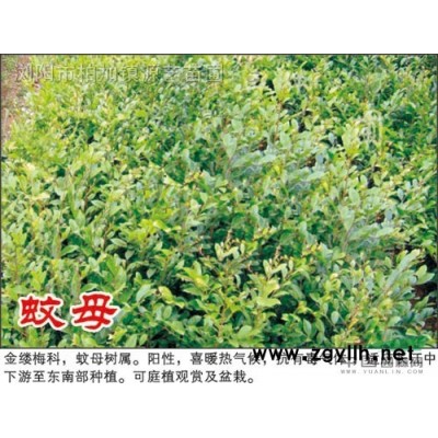 金森女贞工程苗，女贞球